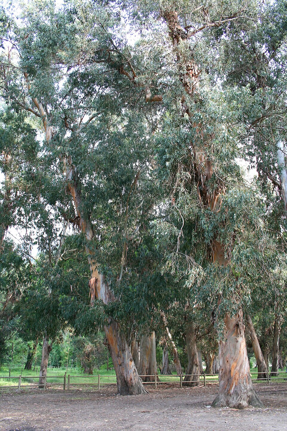 Un eucalyptus